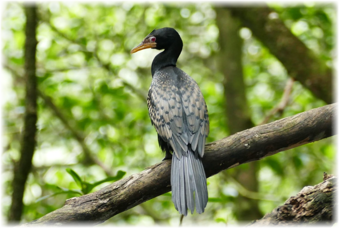 Birdwatching Malanza Mangoven