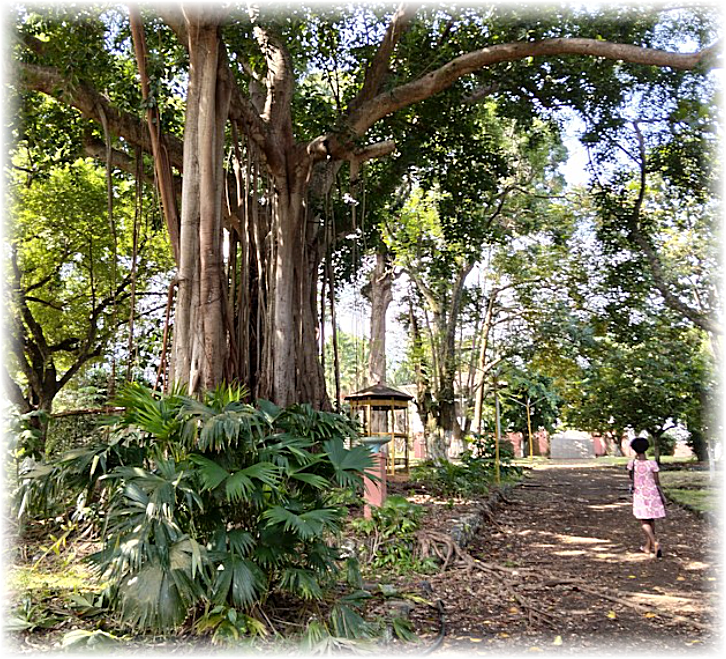 Großer tropischer Baum mit dichtem Blätterdach, Weg im Park und eine Person im rosa Kleid.